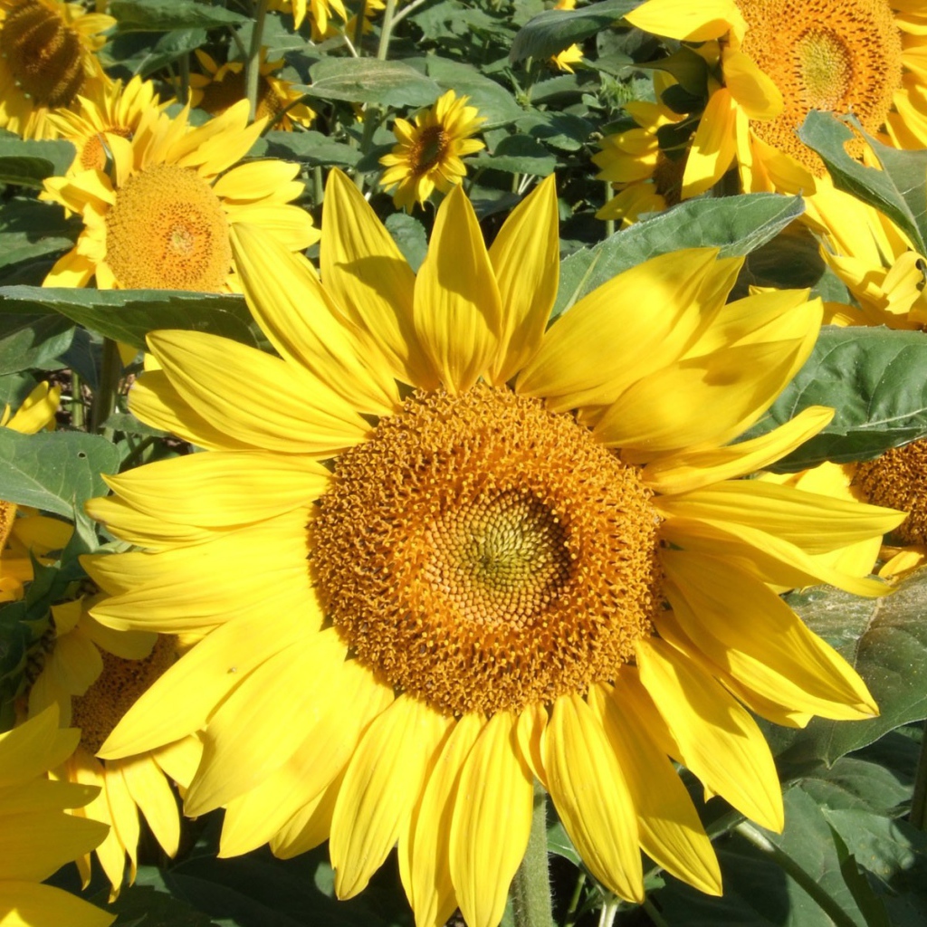 Подсолнухи цветут