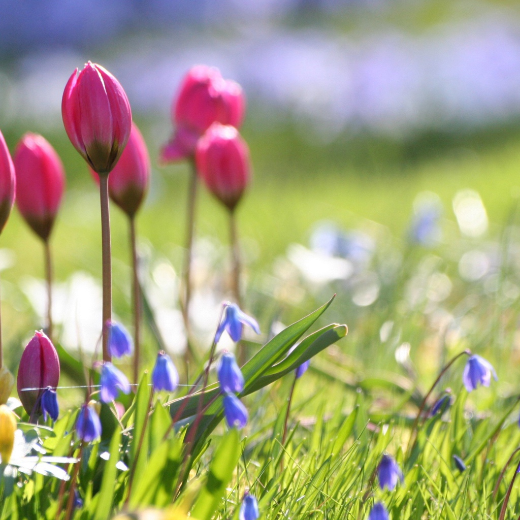 Бутоны тюльпанов