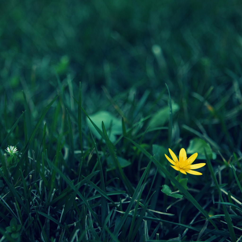 Одинокий желтый цветок