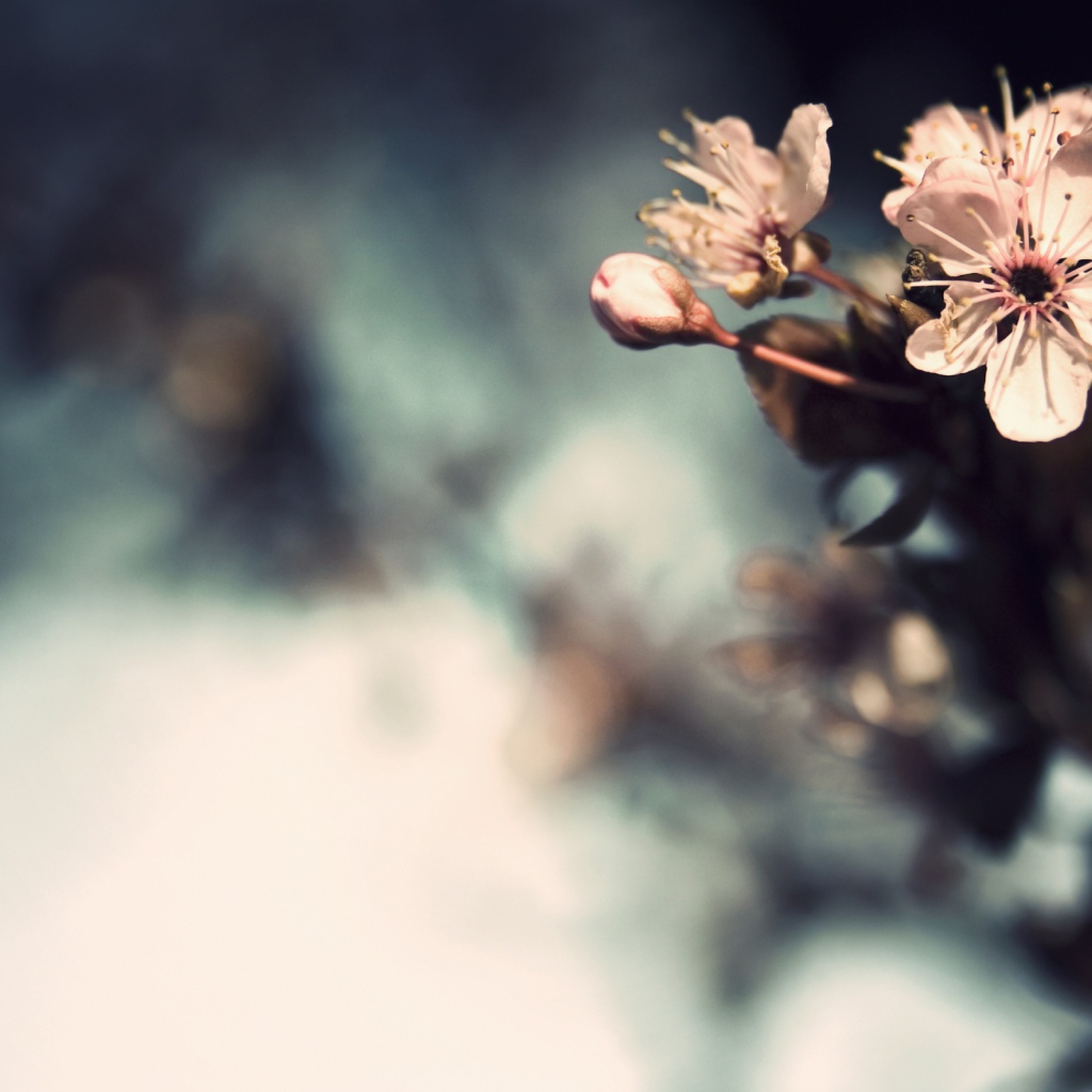 Три нежных цветка