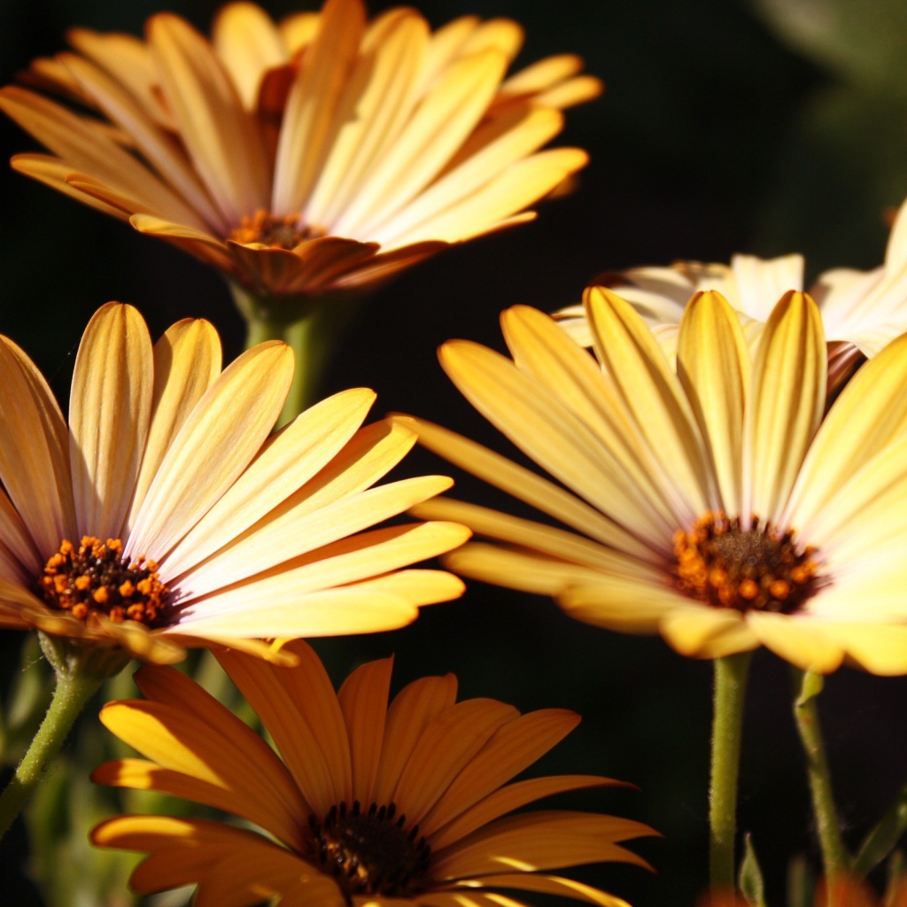 Три желтых цветка