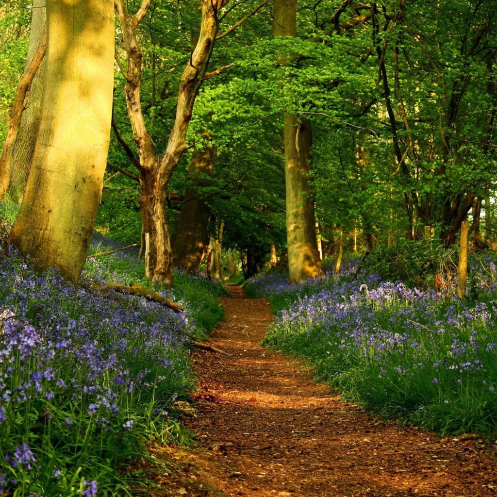 Дорожка среди цветов