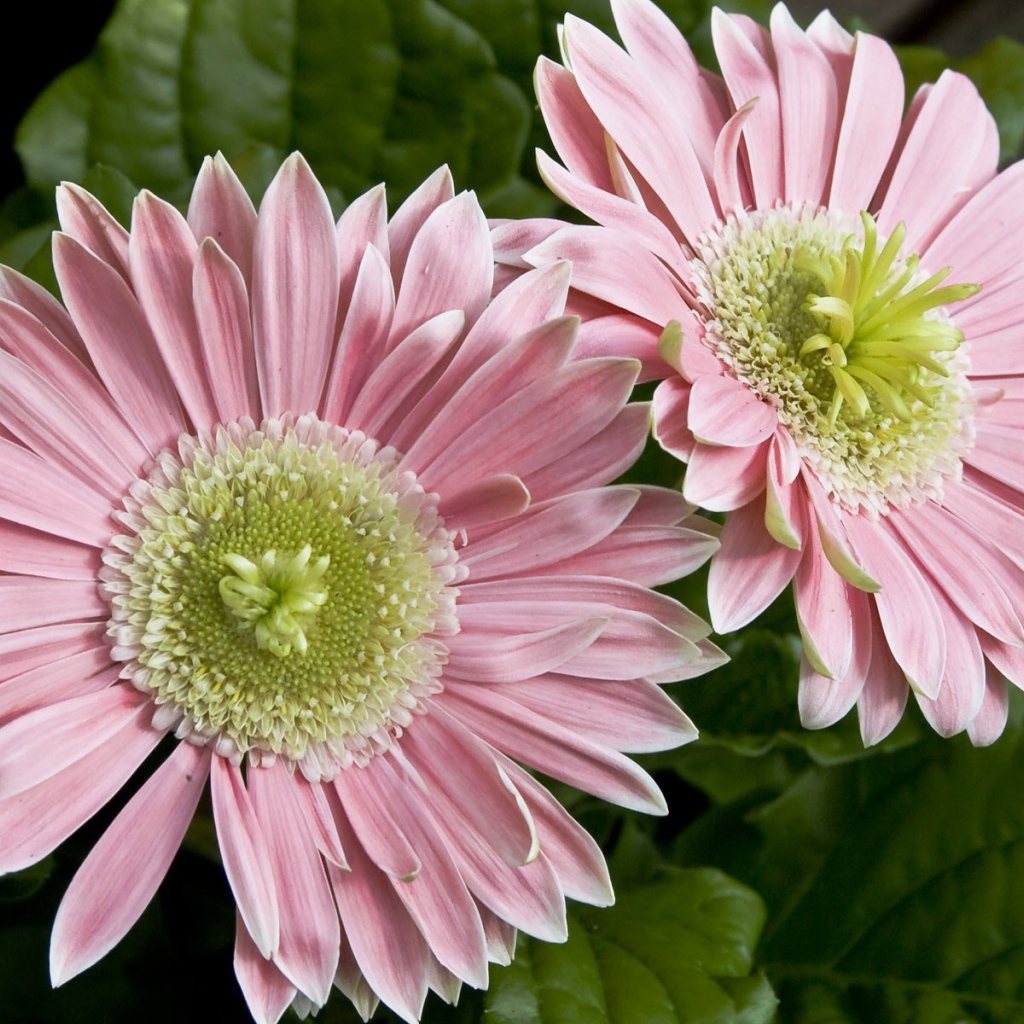 Два больших розовых цветка