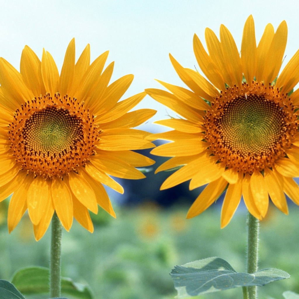 Два подсолнуха. Favourite sonnenblume. Деревенский дом с подсолнухами hd фото. Подсолнух с несколькими головками. Два подсолнуха на поле.