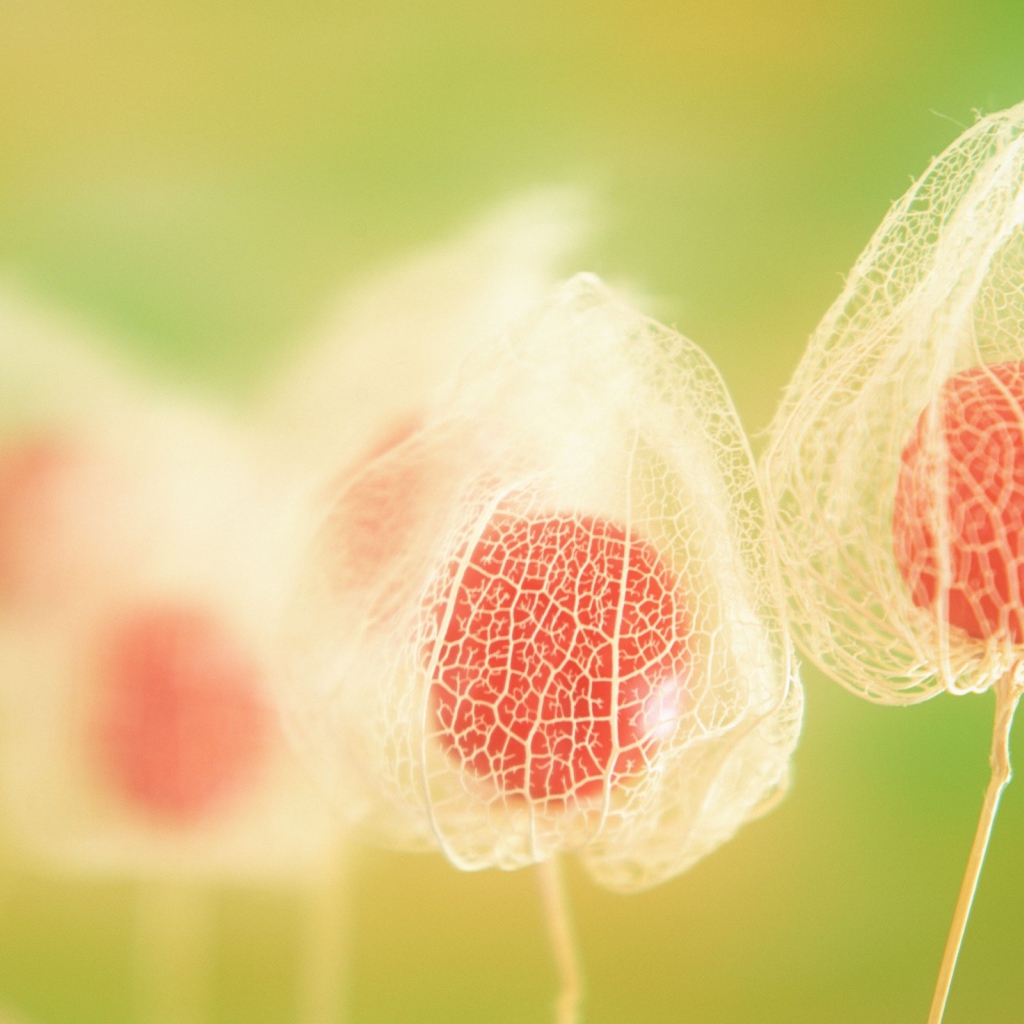 Паутинки цветка Физалиса