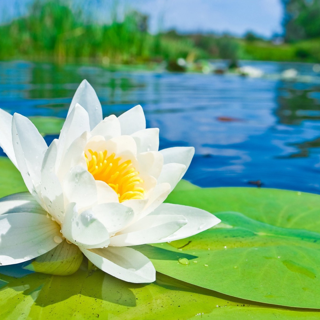 Белый лотос на озере
