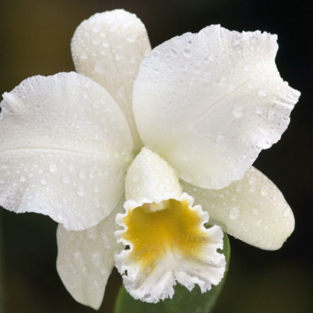 Белая орхидея с капельками воды