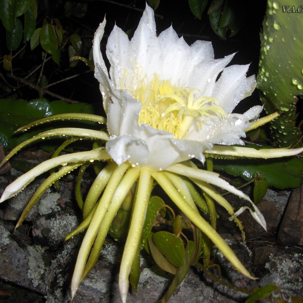 White flower of the cactus