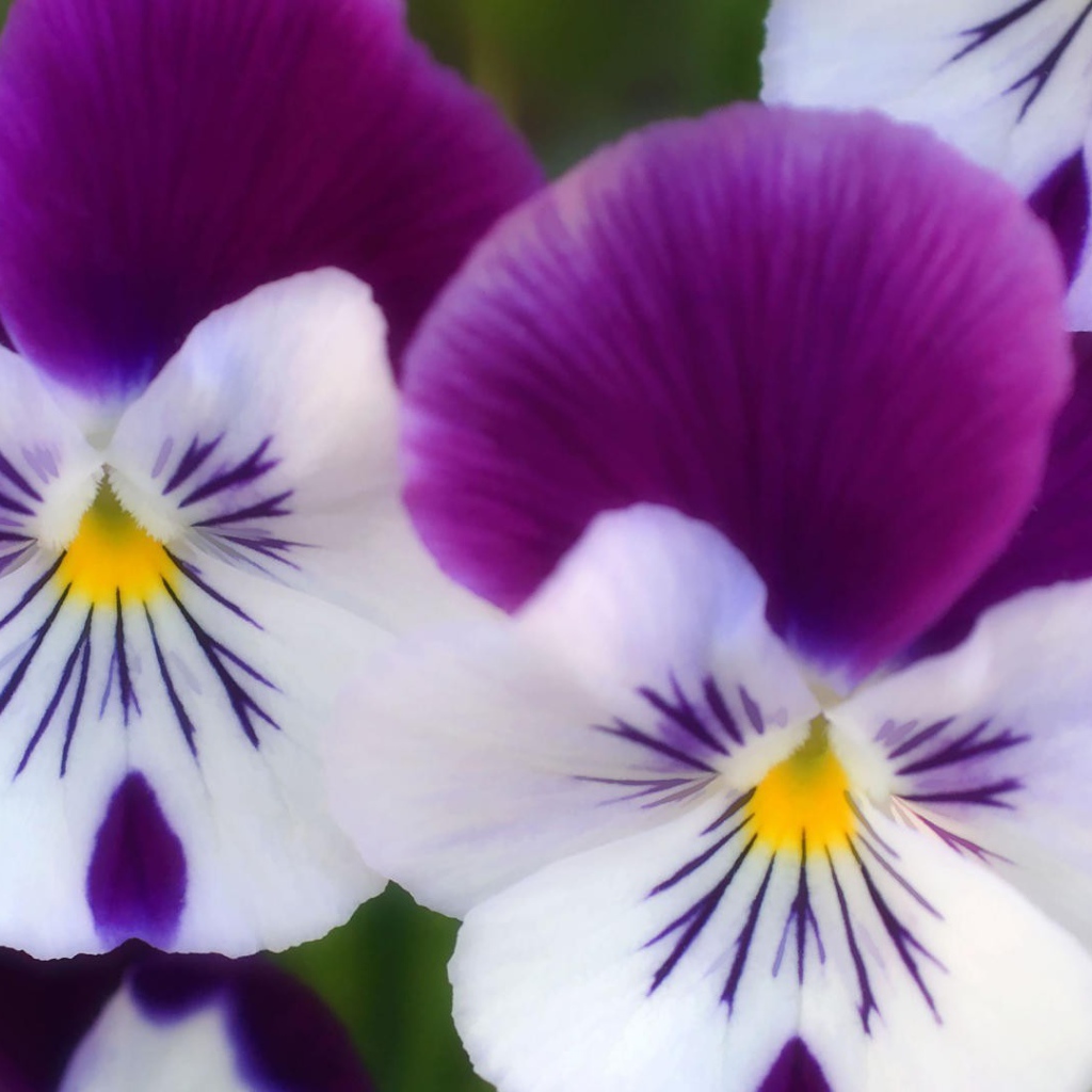 Бело сиреневые цветы