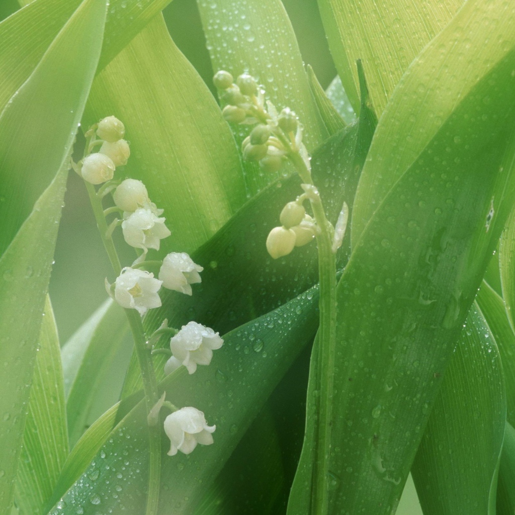 Белые лилии