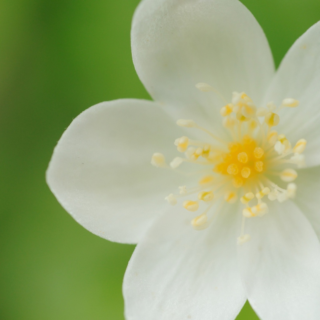 Белые лепестки