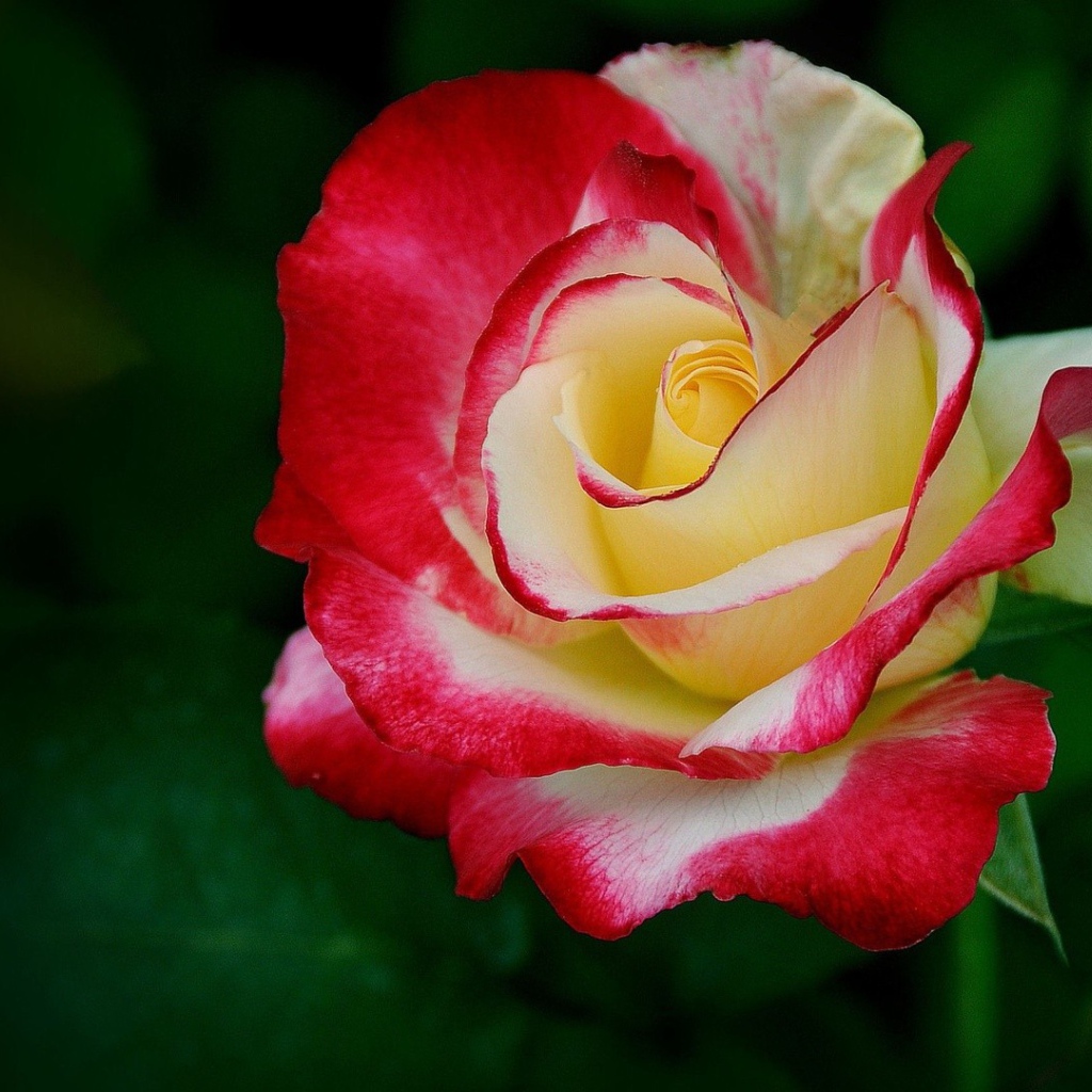 Желто-красная роза