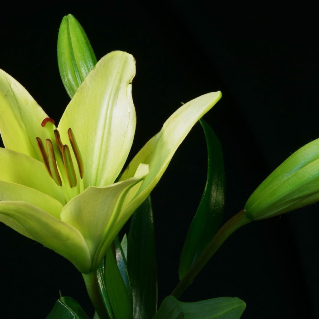 Желтая лилия и бутоны