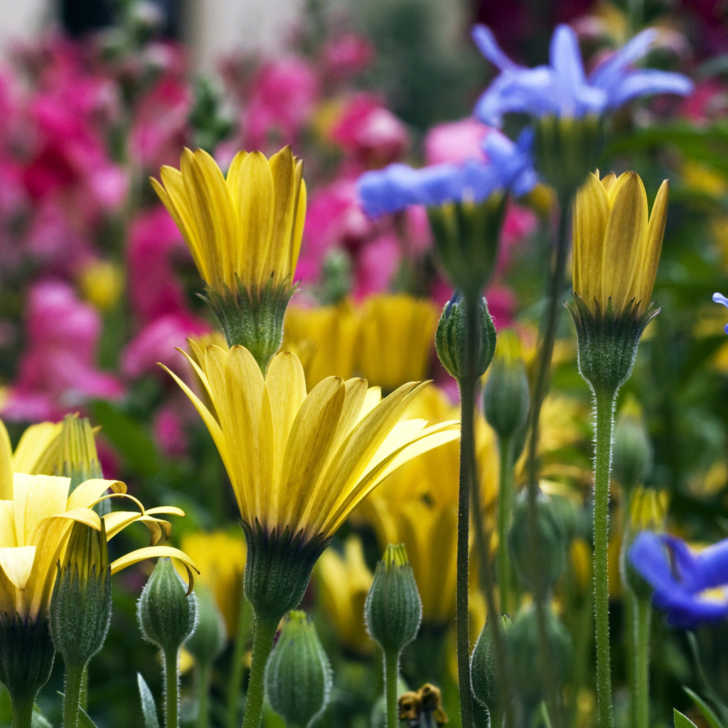 Желтые синие и розовые цветы