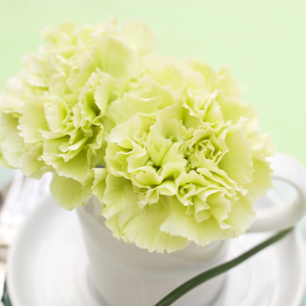 Желтый цветок в белой чашке