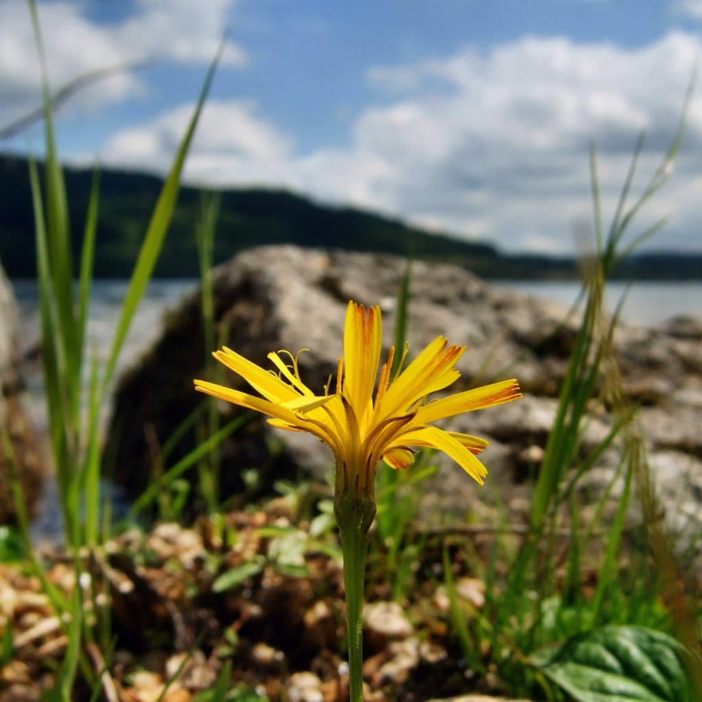 Желтый цветок на берегу