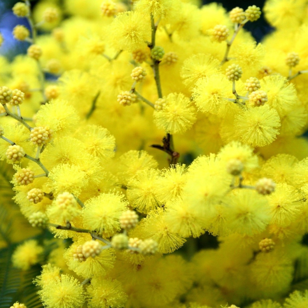 Желтые цветы весной