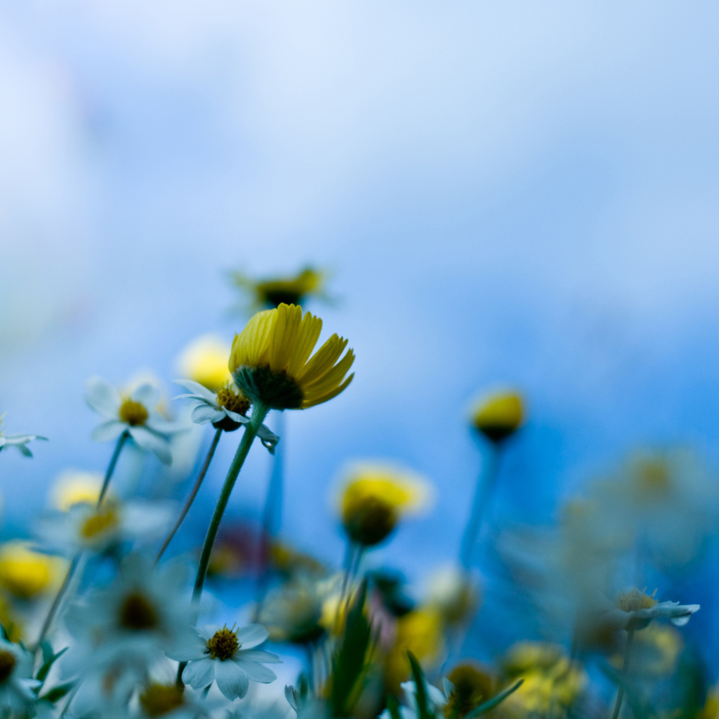 Желтые полевые цветы