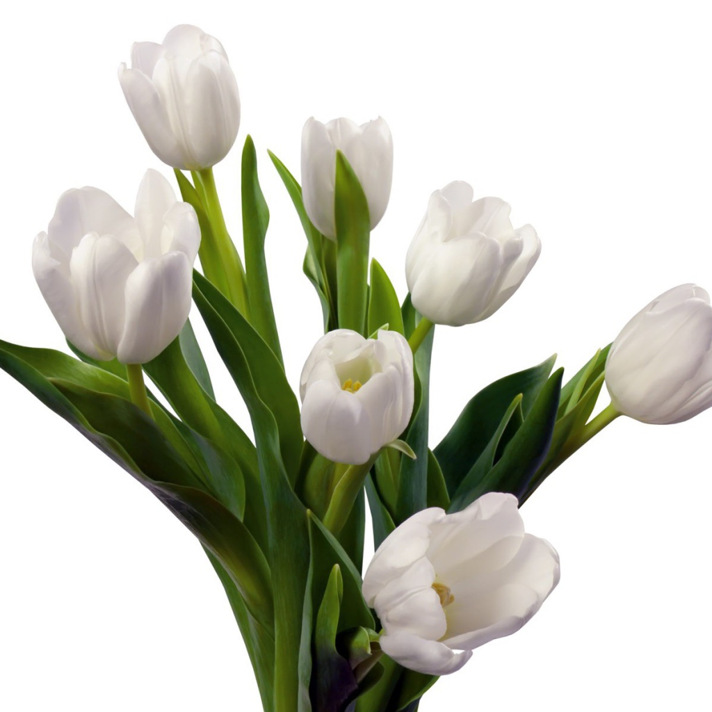	 A bouquet of white tulips