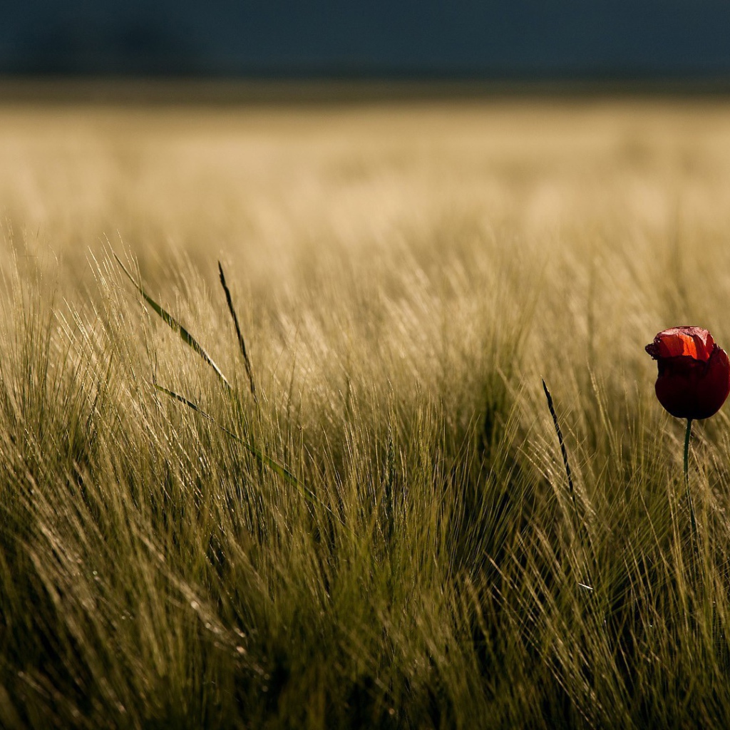 Одинокий цветок в траве