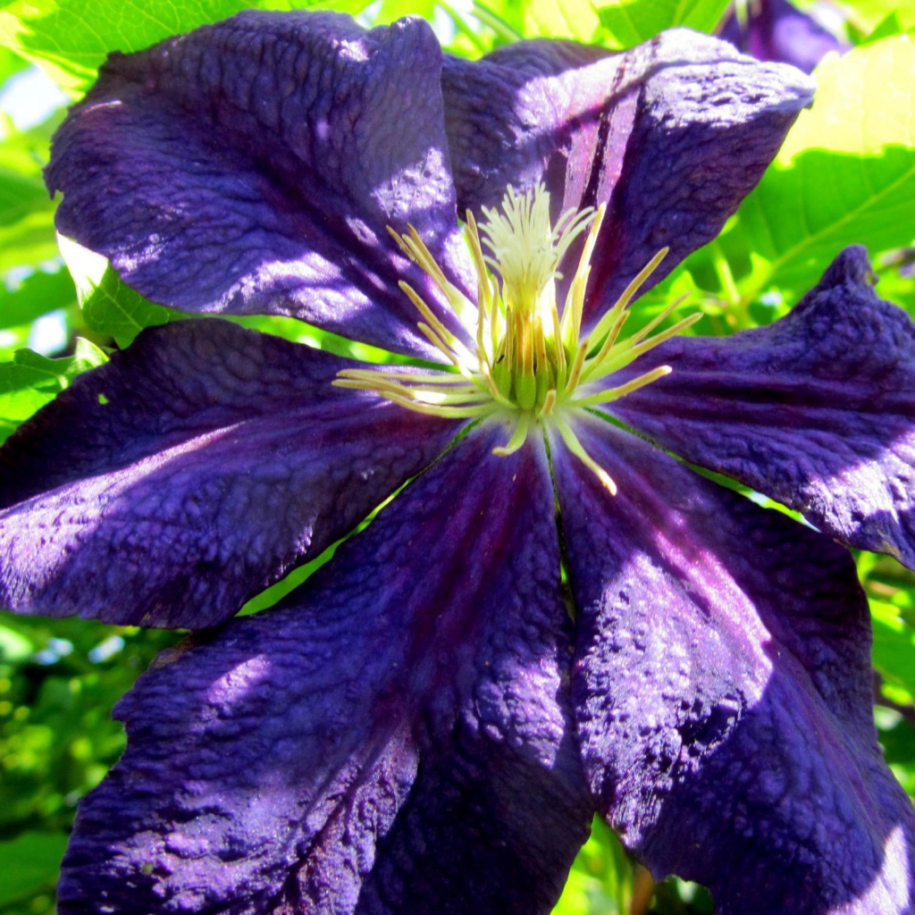 Большой синий цветок