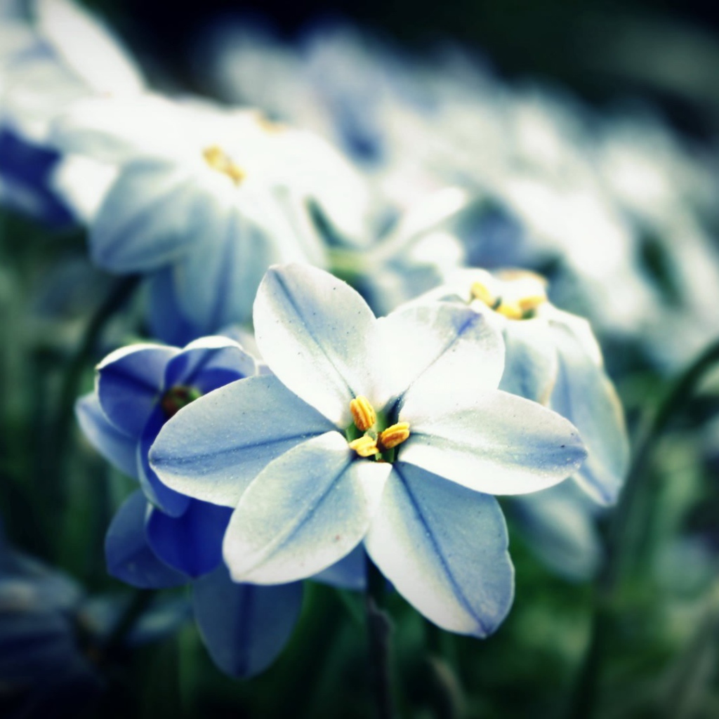 Сине белые цветы