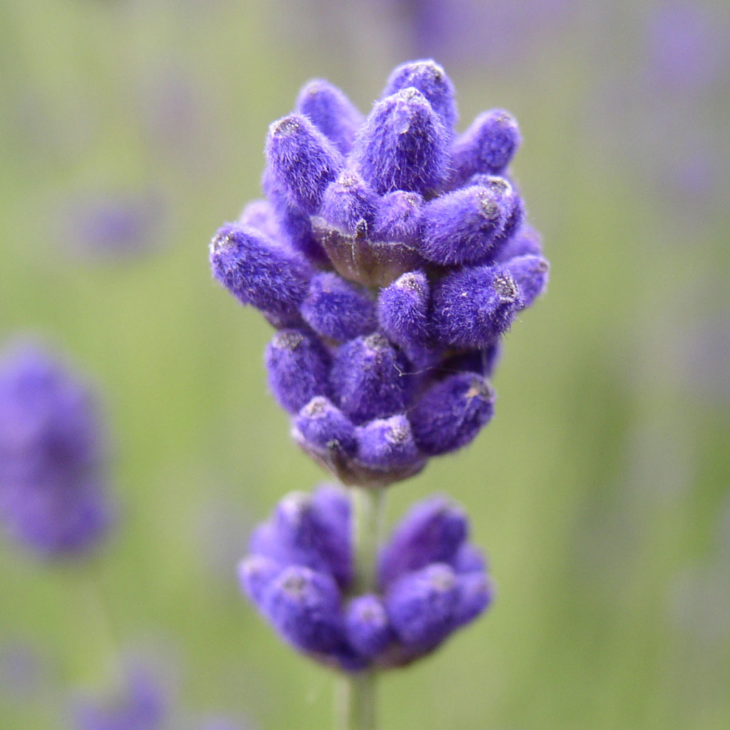 Синие пушистые цветы