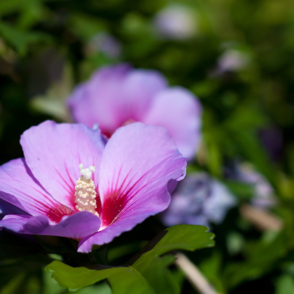 Сине розовый цветок