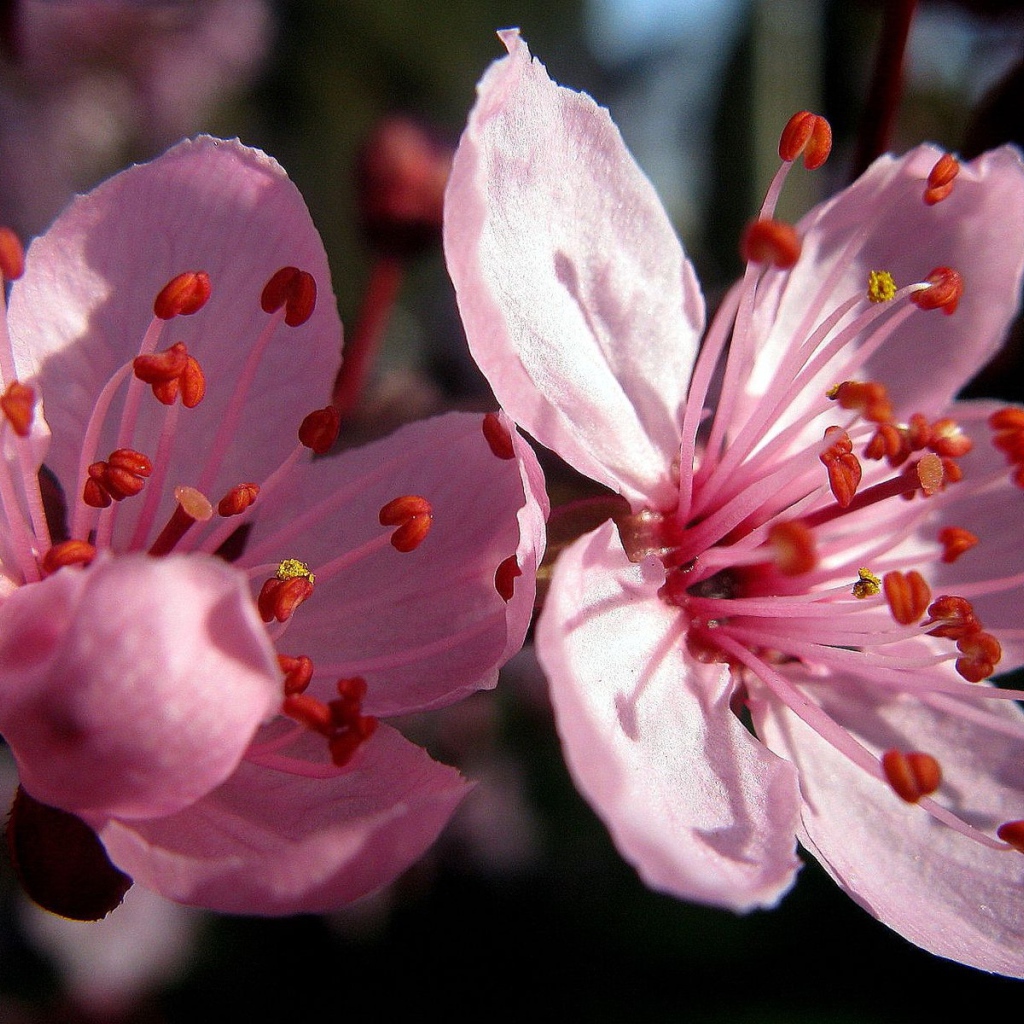 Цветы вишни