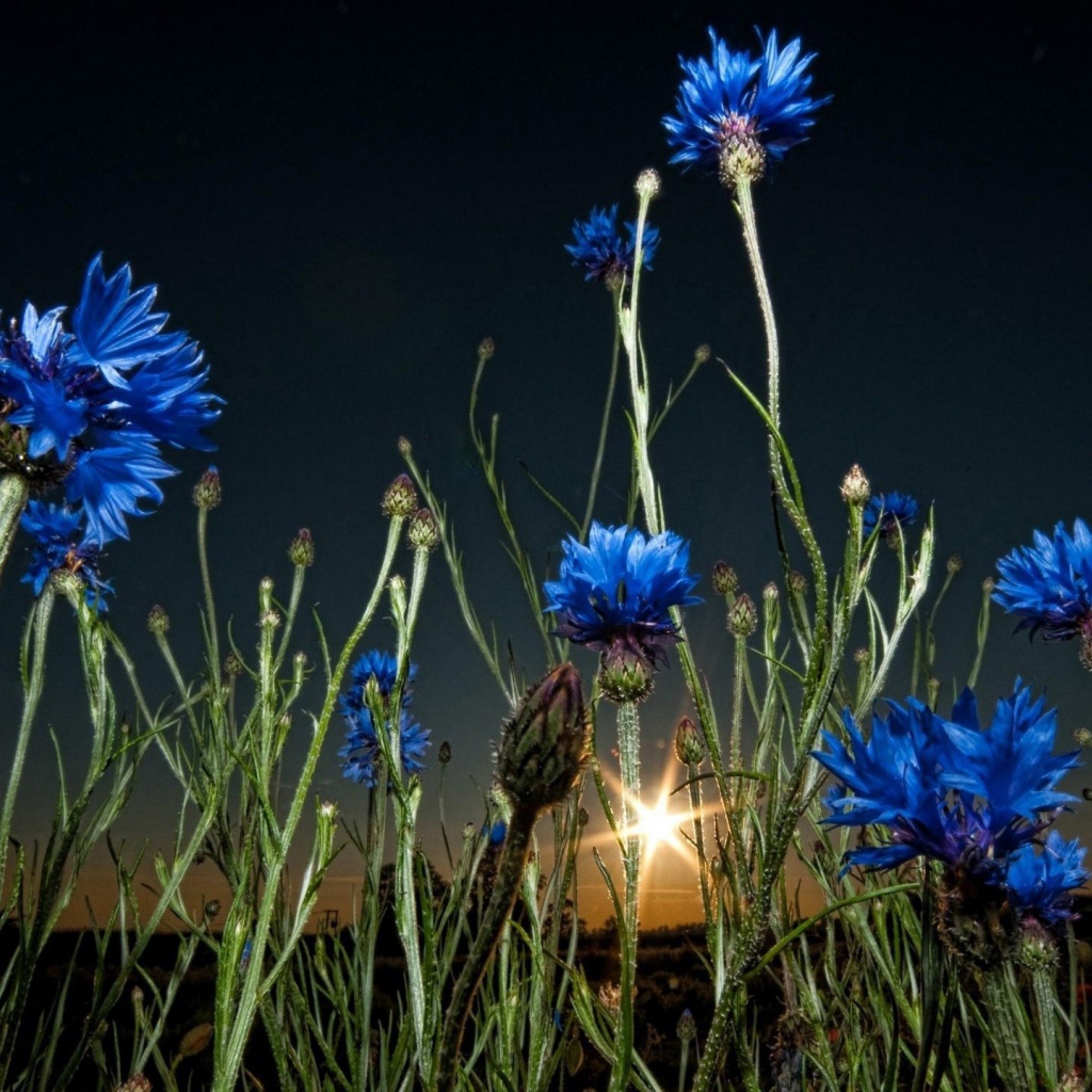 Васильки на закате