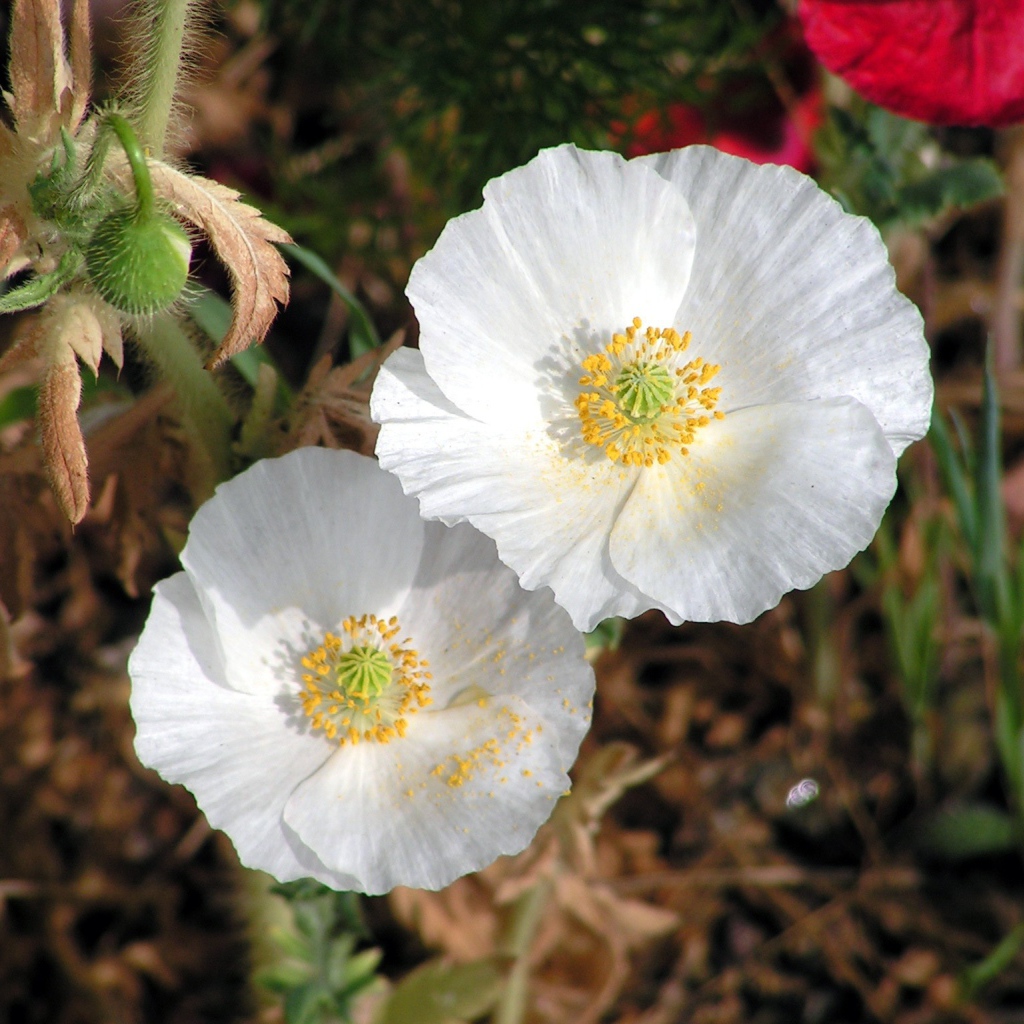 Нежные белые цветы