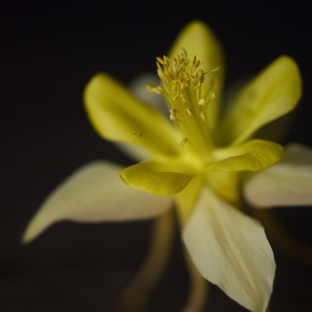 Цветок крупным планом