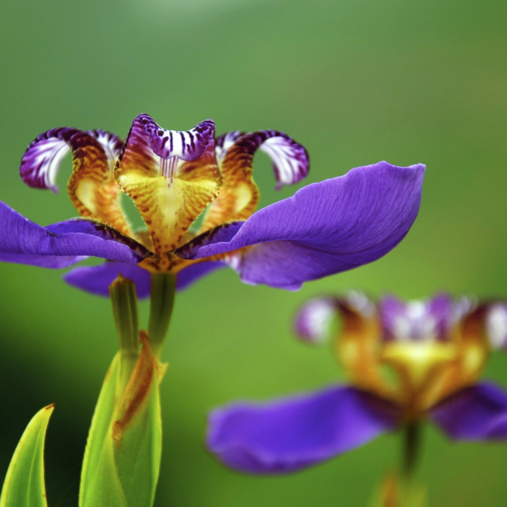 Цветок макро