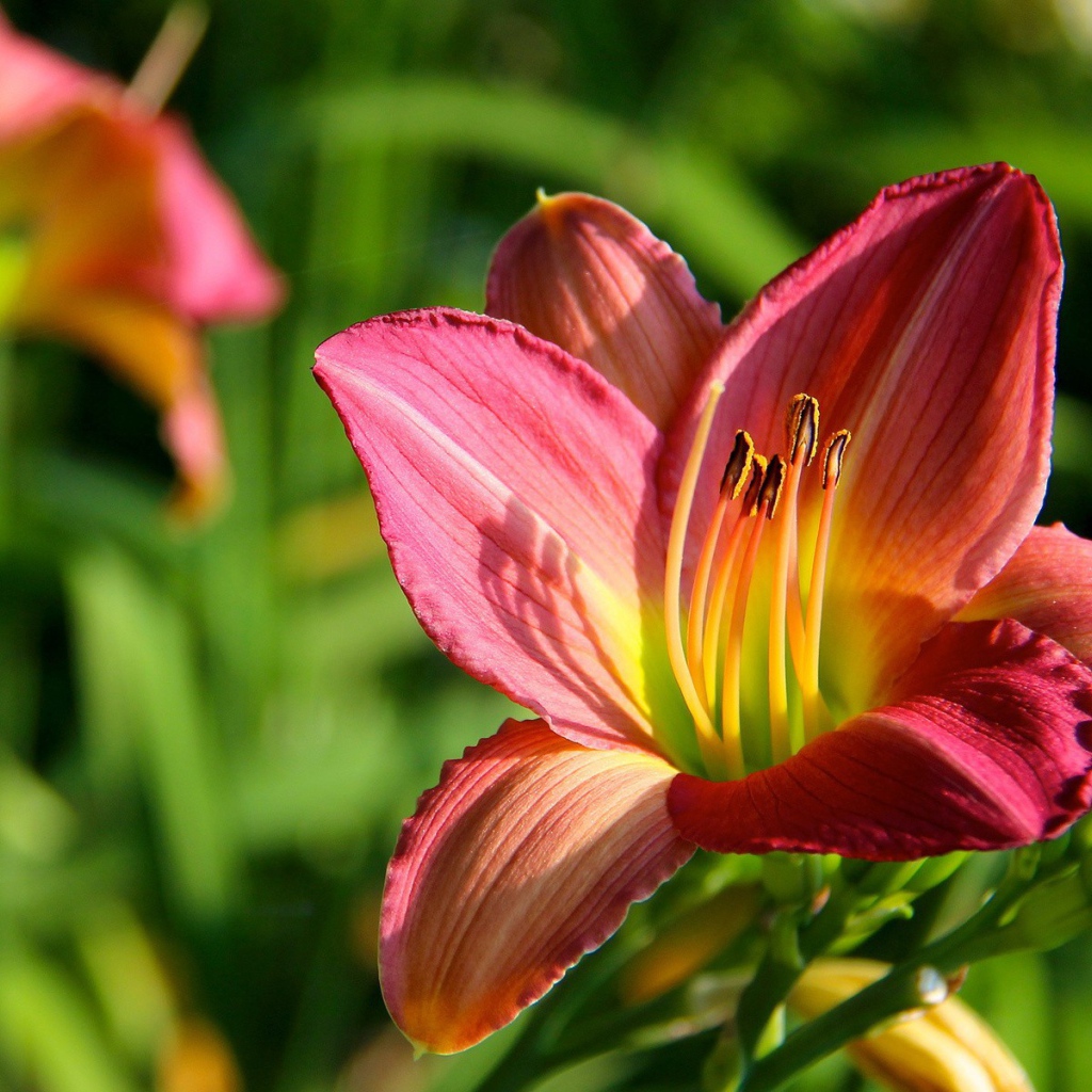 Цветок с тычинками