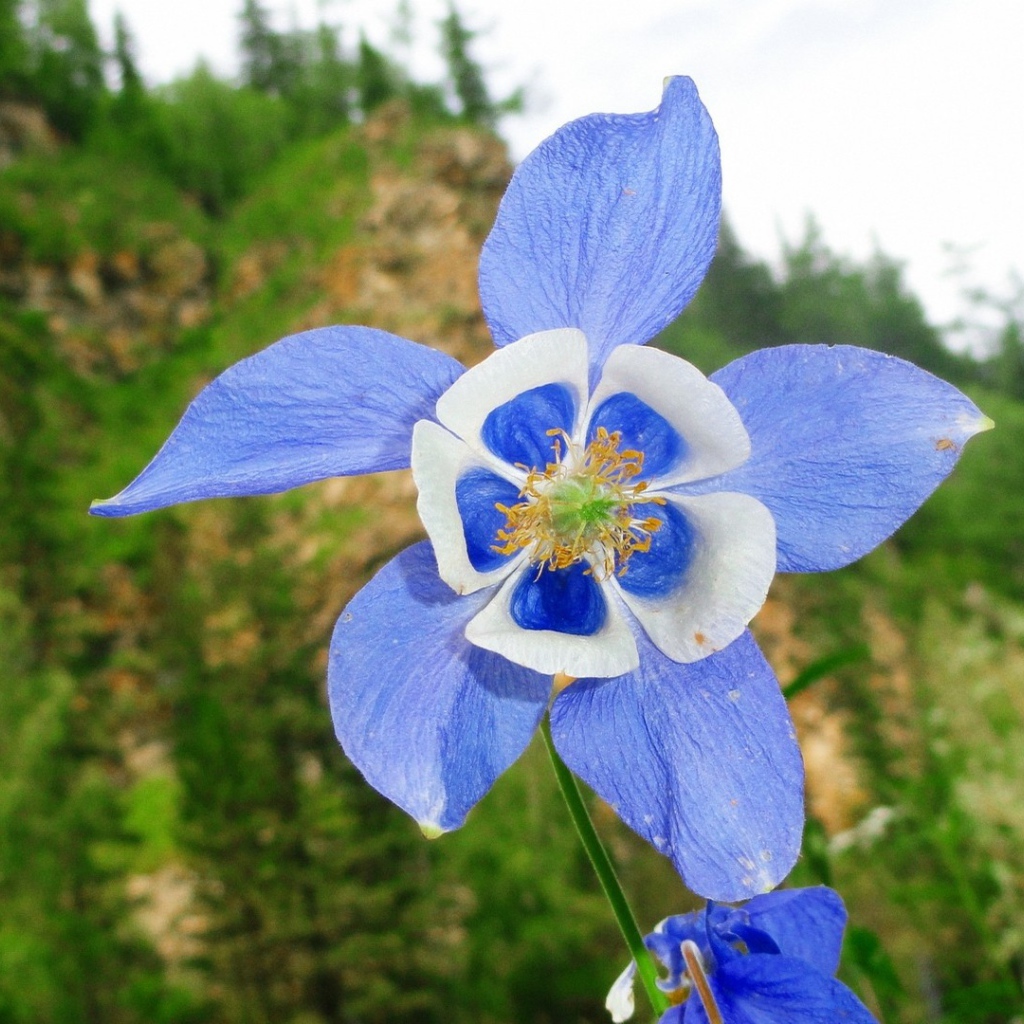 Цветок с сине-белыми лепестками