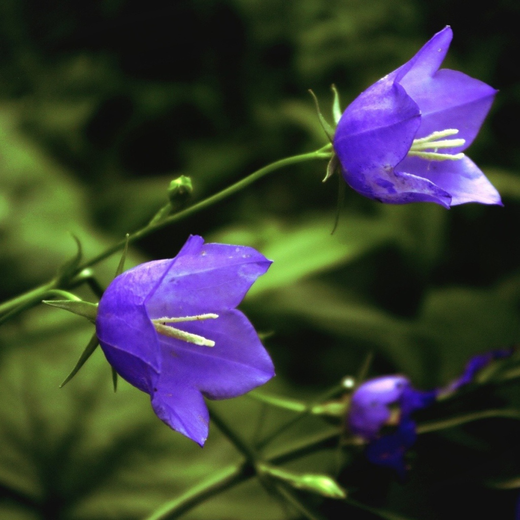 Цветы колокольчики