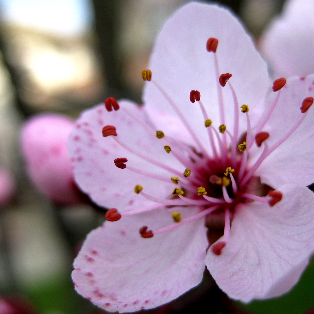 Увеличенный цветок вишни