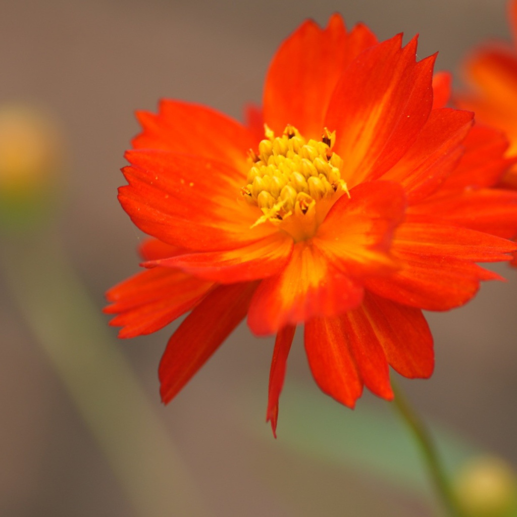 Оранжево желтый цветок