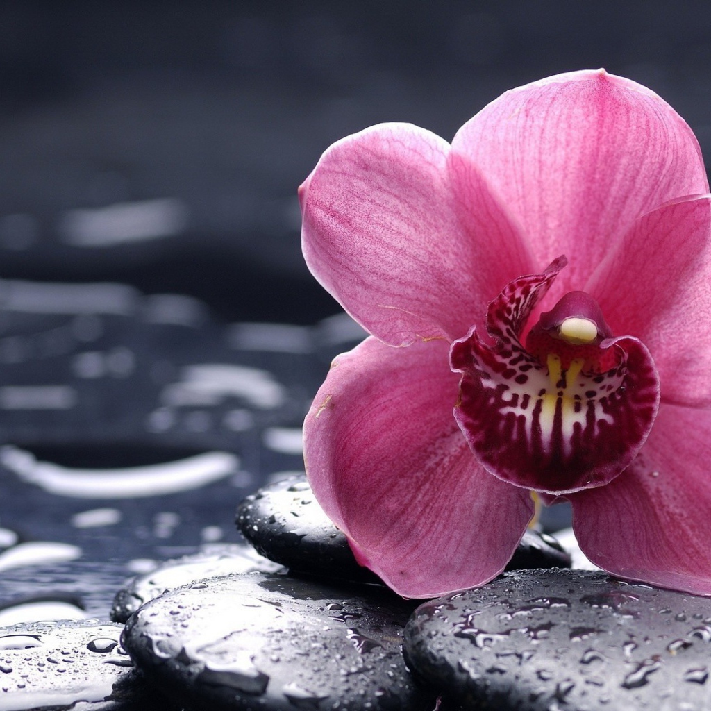 Орхидея на мокрых камнях