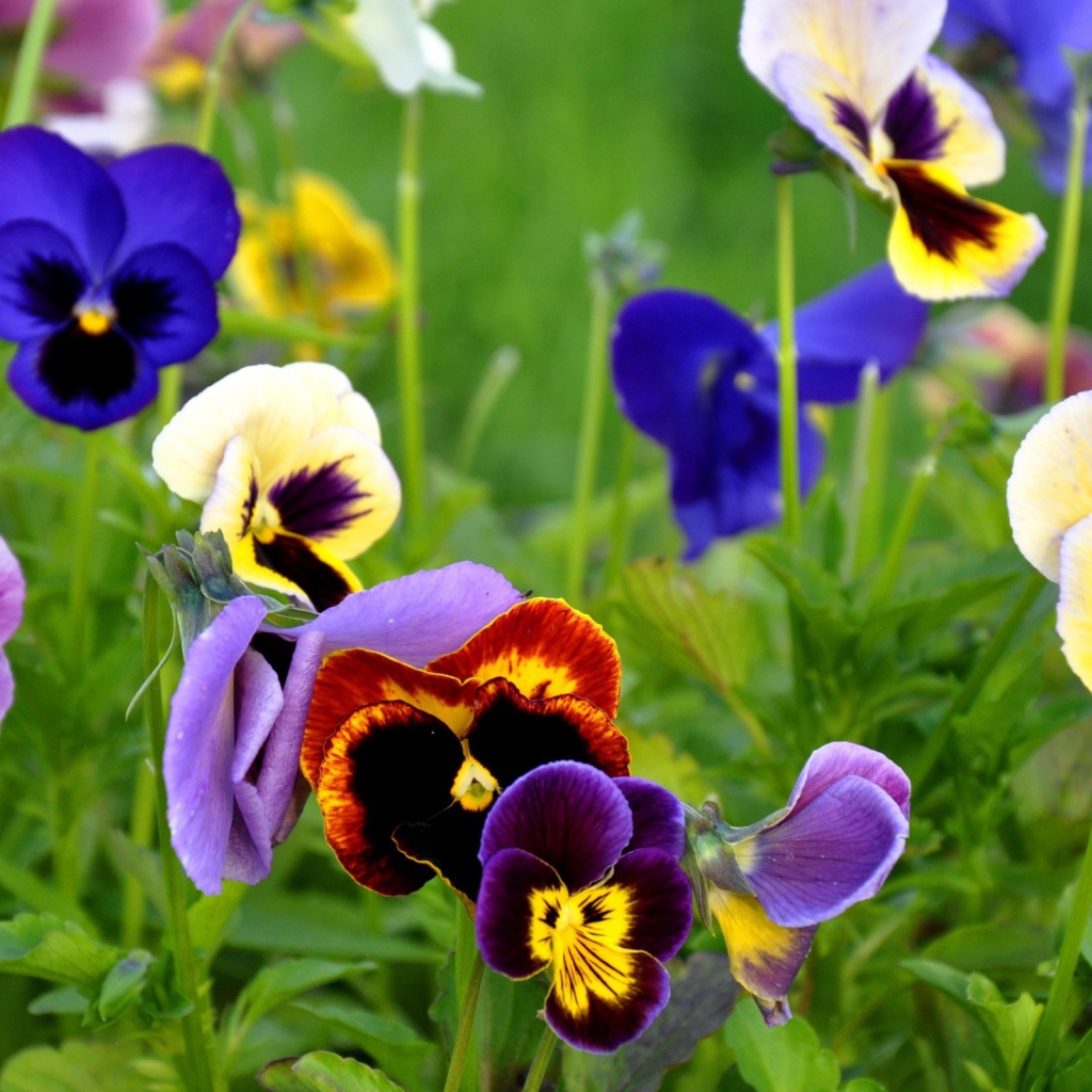 Цветы Анютины глазки