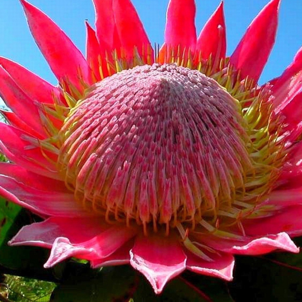 Розовый цветок кактуса