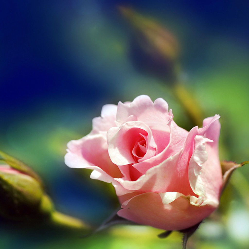 Розовая роза на размытом фоне