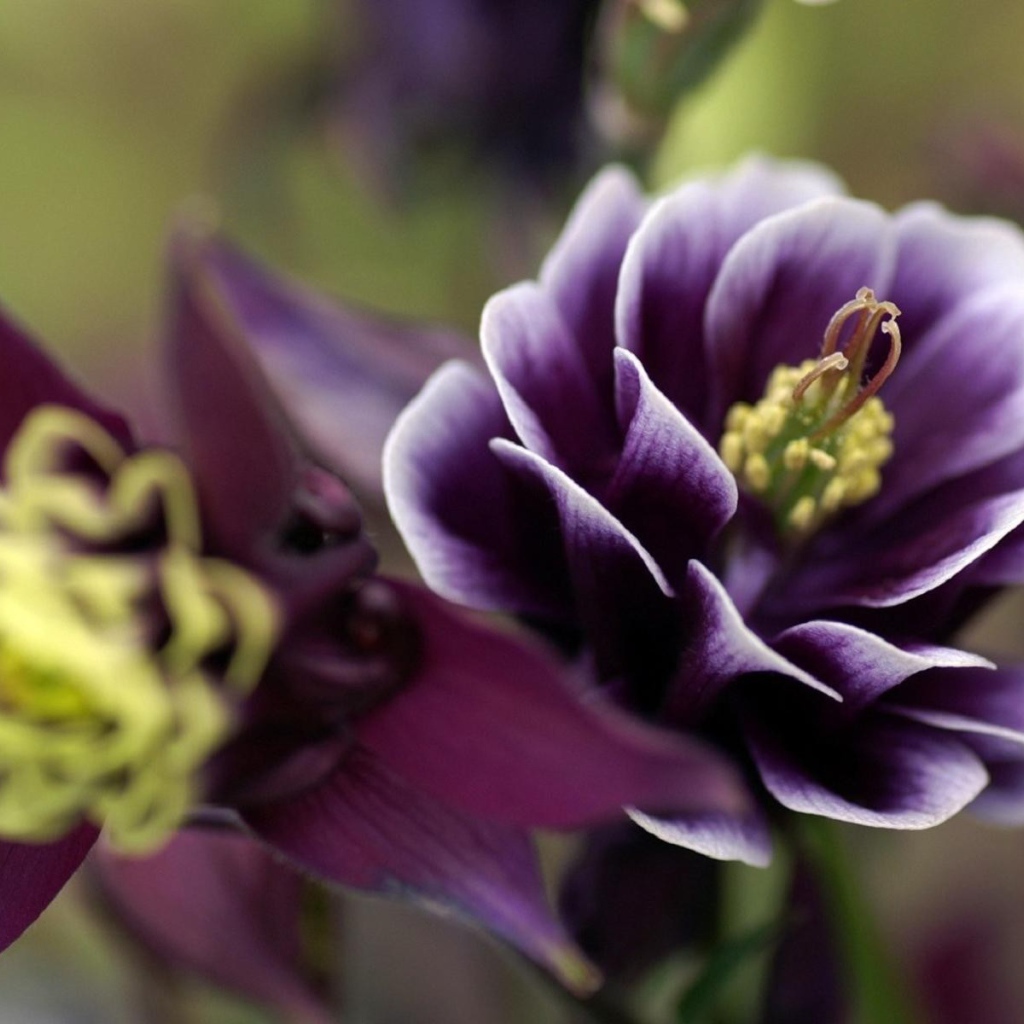 Фиолетовые цветы с желтыми пестиками