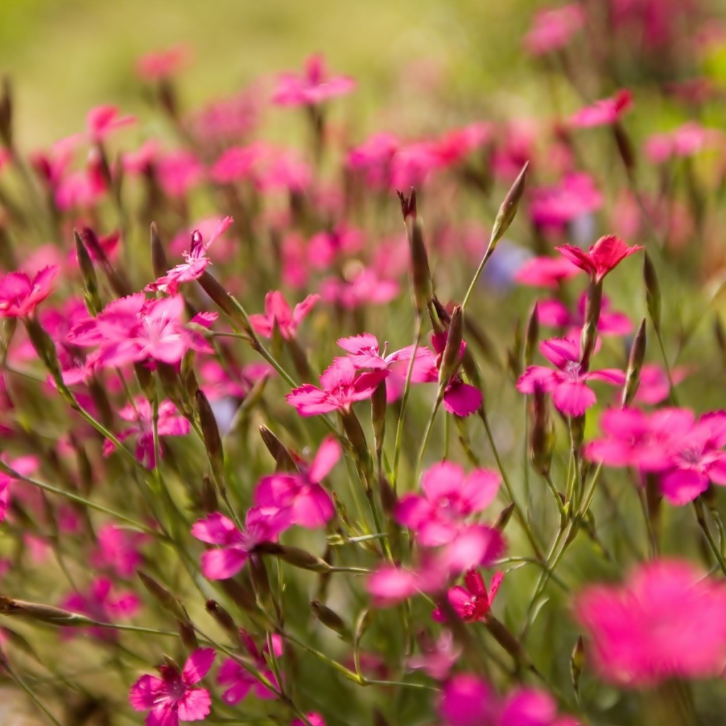 Фиолетовые полевые цветы