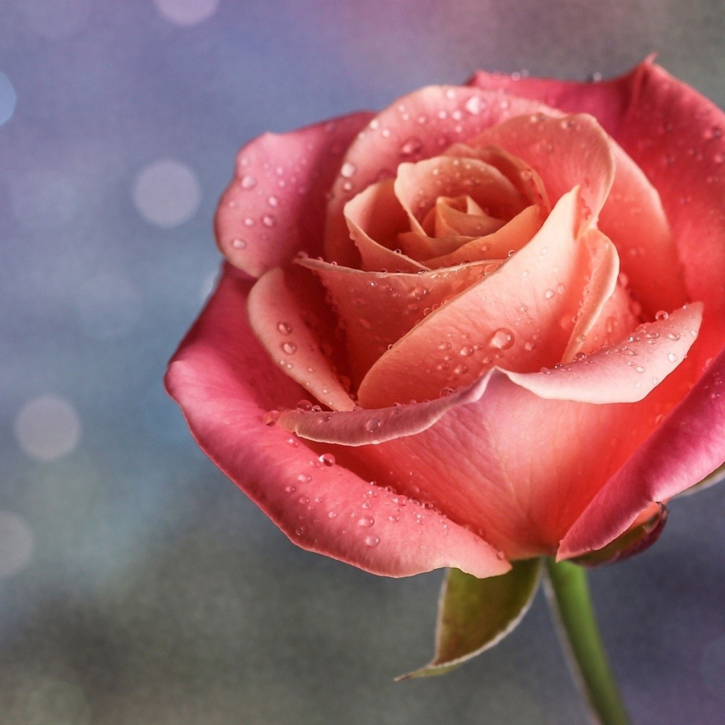 Капли дождя на розе