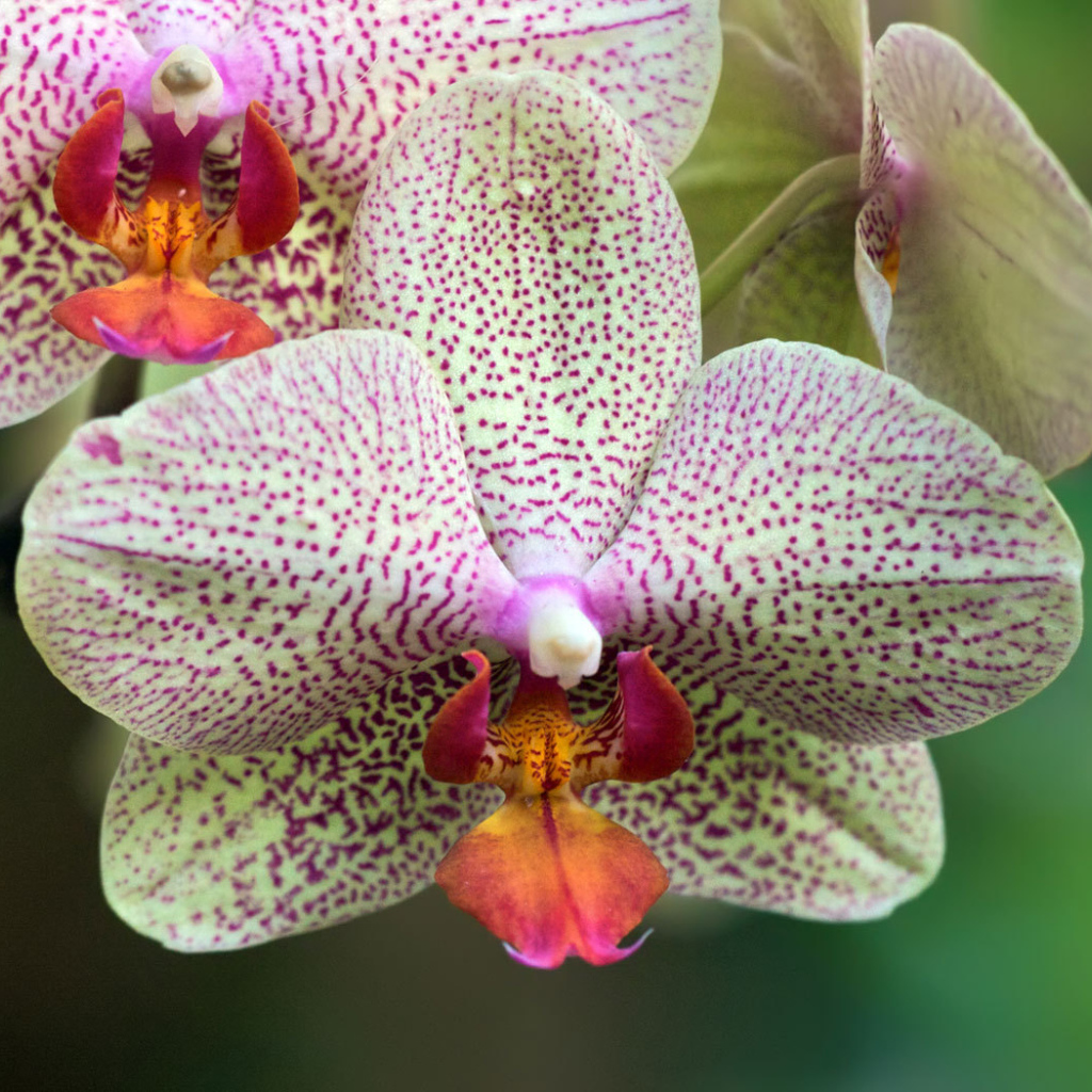 Пятнистая орхидея