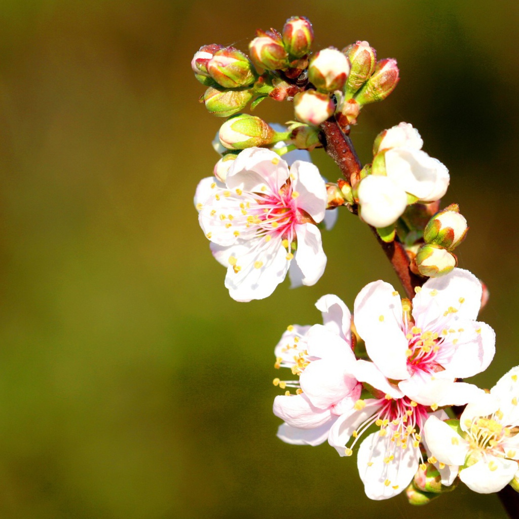 Весенние нежные цветы