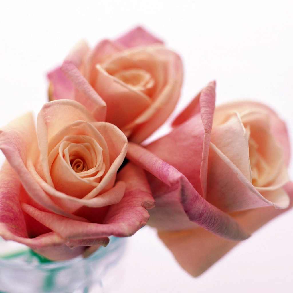 Три прекрасные розы