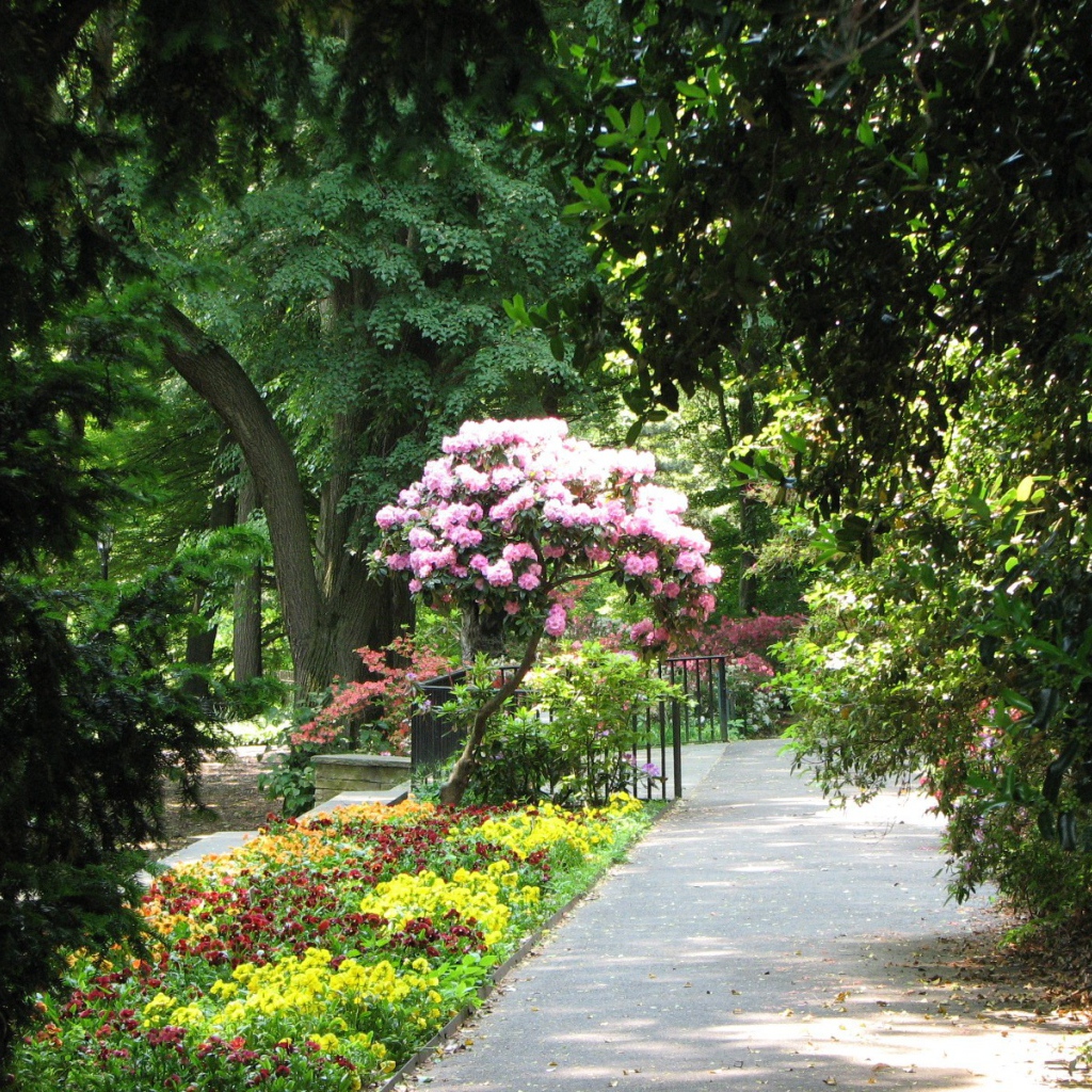 Дерево с розовыми цветами в парке