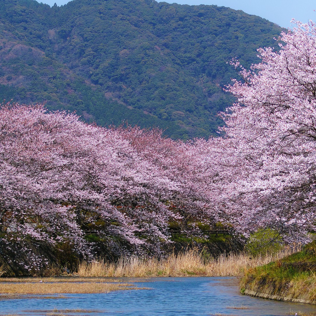 Деревья в белом цвету